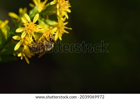 In front of a dark background, a small honey bee hangs on the side of the picture, on yellow blooming wild flowers