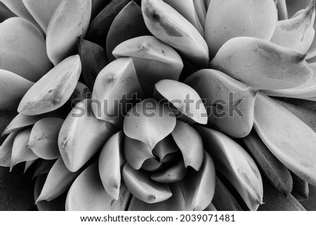 Black and white beautiful ornamental succulent with thick funny leaves, close-up. Echeveria rosette, side view. Gray succulent background. Floral backdrop. High quality photo