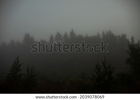 Foggy morning in the woods. Increased humidity in nature. A dark forest pops through a thick fog. Simple landscape before dawn.