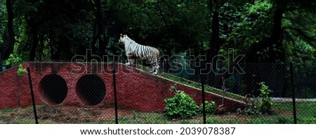 white tiger in zoo park 