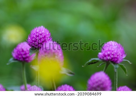 Globe amaranth pictured outdoors in a green background.