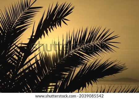 Beige color tone picture with black arecaceae palm branches silhouette in the foreground