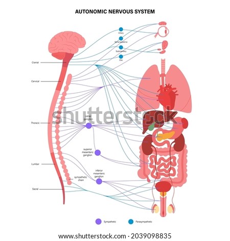 Autonomic nervous system infographic poster. Spinal cord and internal organs anatomy. Sympathetic and parasympathetic nervous system concept. Diagram of brain and nerves connection vector illustration Royalty-Free Stock Photo #2039098835