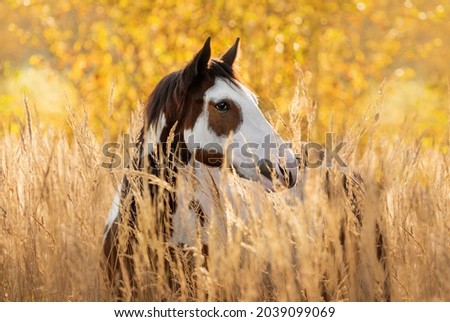Portrait of paint horse standing in a long grass in autumn