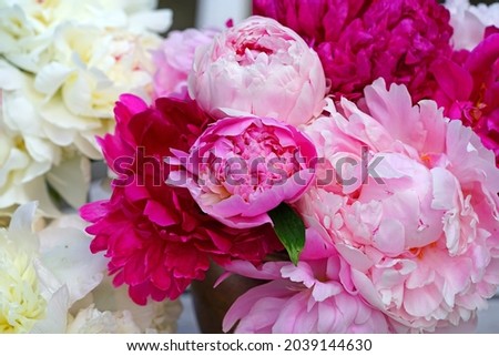 Bouquet of fragrant white and pink herbaceous peony flowers in a vase