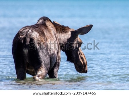 Female Moose in Maligne Lake 2021
