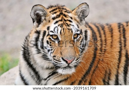high quality photo, young amur tiger