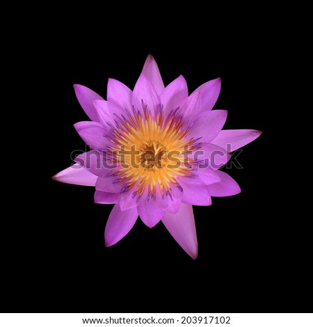 beautiful pink waterlily or lotus flower isolated on black