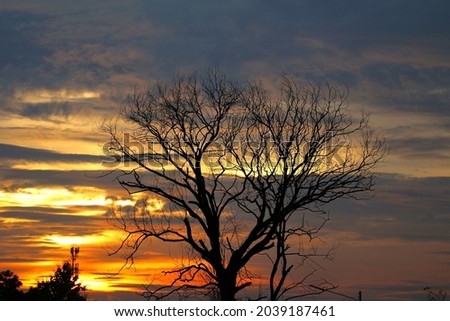 Dark shadow​ of​ dry​ trees​ against​ the​ light​ of​ the evening sky It's a​ beautiful​ picture​ of​ nature​