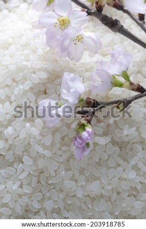 Cherry Blossoms And White Rice