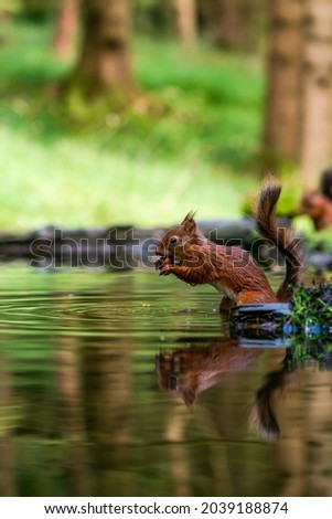 Red Squirrel (Sciurus vulgaris) with reflection in water in Yorkshire Dales, UK - selective focus