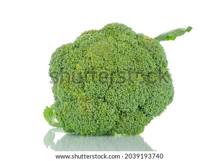 One fresh organic broccoli, close-up, isolated on white.
