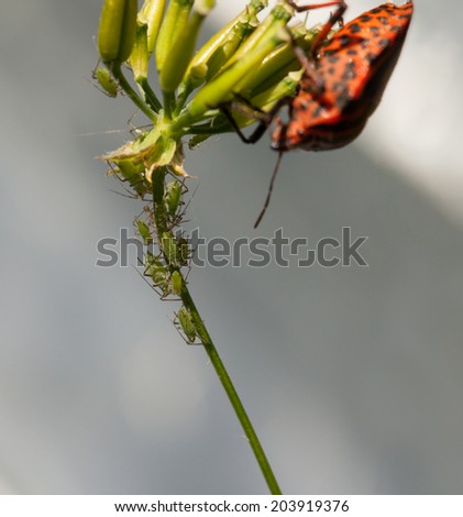 Macro of plant louse colony and Shield bug on grass stem over grey background 