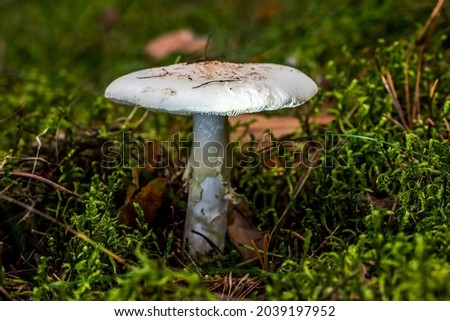 Glowing Mushroom in a Forest in Northern Europe