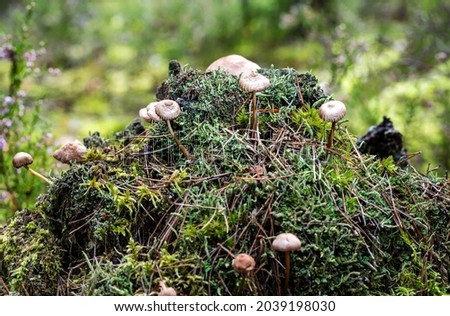 Mushrooms in a Forest in Northern Europe