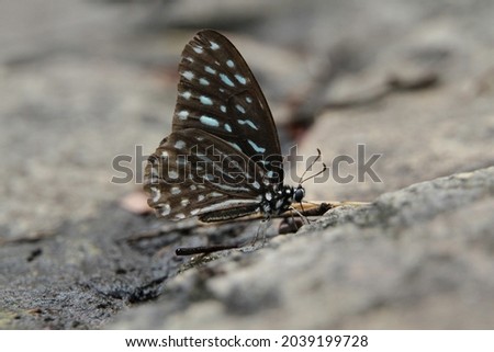 Blue Glassy Tiger butterfly or the scientific name Ideopsis similis persimilis is a butterfly of the family Nymphalidae. A beautiful butterfly on the ground. (The pictures has noise and soft focus)