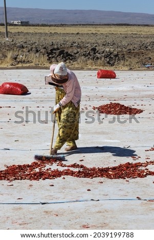 The tomato drying plant and the working women there.