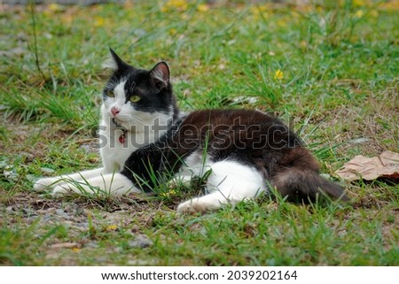 The cat looked to the side and sat on the green lawn. Portrait of a fluffy black-white cat with green eyes in nature.