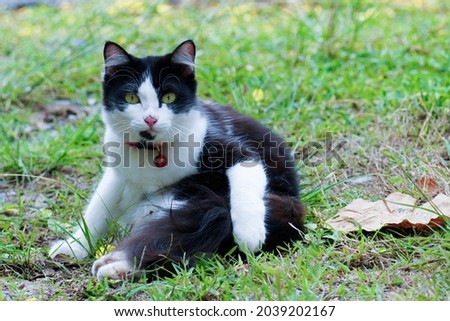 The cat looked to the side and sat on the green lawn. Portrait of a fluffy black-white cat with green eyes in nature.
