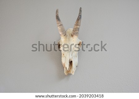 Female mountain goat skull mounted on the wall with muted background.