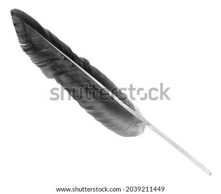 Natural bird feathers isolated on a white background. Black big goose feathers.