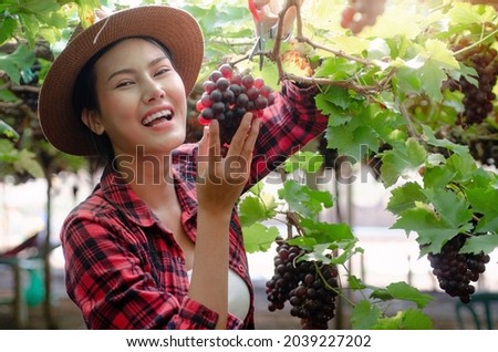 Asian woman looking at grapes on her vineyard and smile with camera, selective focus, farmers picking wine grapes during harvest at a vineyard