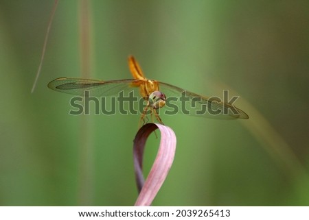 Orange dragonfly perched​ on​ dry grass It's​ a​ beautiful picture of nature 