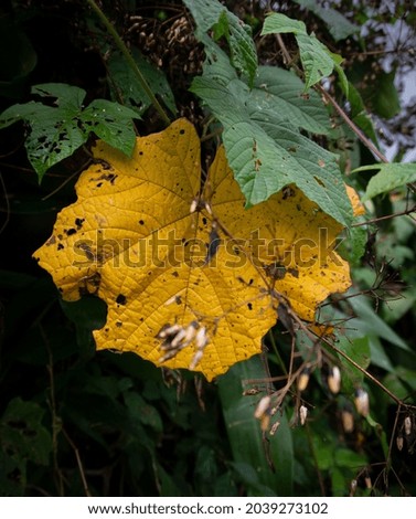 Yellow leaves among green leaves.