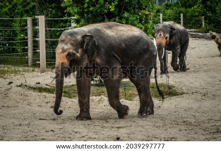 asian elephant in the zoo