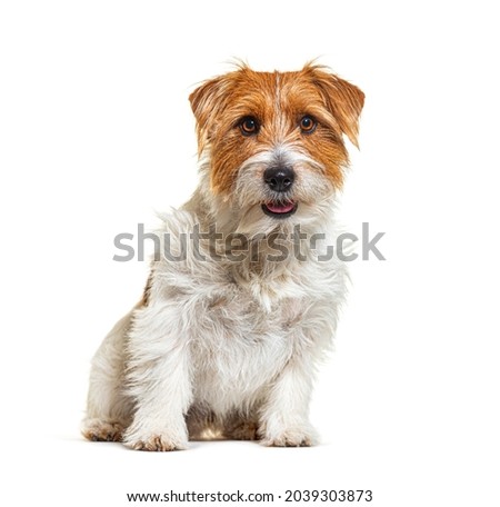 Mixed-breed dog with jack russel terrier, sitting, panting, isolated on white Royalty-Free Stock Photo #2039303873