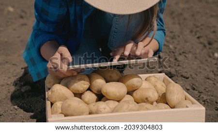 Agriculture, an agronomist working in a tablet, potatoes in a box in the field, a farmer analyzing the harvest, potato business, land plantation, a good fruitful year, vegetable production, rural land Royalty-Free Stock Photo #2039304803