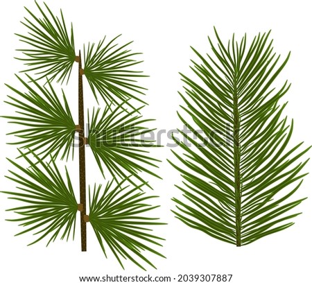 Vector Christmas tree of Siberian larch branches, pine branches isolated on white background. Nature illustration.  Royalty-Free Stock Photo #2039307887