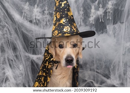 Cute witch dog for Halloween holiday. Golden retriever in a wizard costume sits on a black background with cobwebs