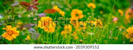 Yellow flowers in the green grass in the summer garden. Panoramic photo
