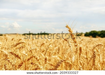 View of golden ears of corn, a field of wheat on a sunny day under a blue sky with clouds
