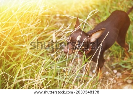 Russian toy Terrier stands on lawn. Close up of tame dog of toy Terrier breed running on grass in nature. Purebred small pocket Pets. Walking Pets in Park