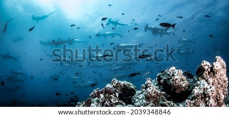Hammerhead shark (Sphyrnidae) swimming in tropical underwaters. Hammer shark in underwater world. Observation of wildlife ocean. Scuba diving adventure in Ecuador coast of Galapagos Royalty-Free Stock Photo #2039348846