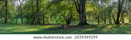 Summer woodland walks near Lyndhurst in the New forest, Hampshire, England