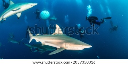 Blacktip ocean shark swimming in tropical underwaters. Sharks in the underwater world. Observation of animal world. Scuba diving adventure in South Africa coast of RSA