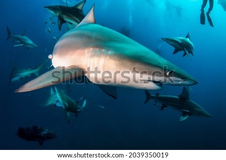 Blacktip ocean shark swimming in tropical underwaters. Sharks in underwater world. Observation of animal world. Scuba diving adventure in South Africa coast of RSA