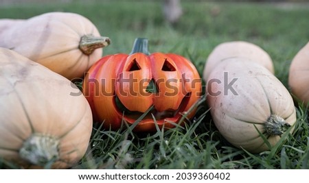 Several different halloween pumpkins on the grass