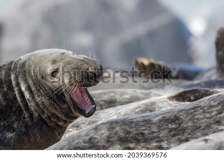 Dynamic marine wildlife. Grey seal with open mouth wide looking back over its shoulder. Funny meme picture of an animal laughing out loud. Healthy happy animal from the gray seal colony Horsey UK
