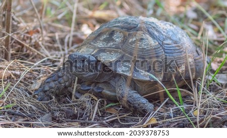 land turtle walking in the forest