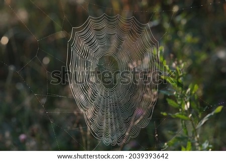 Spider web in the grass with dew on the net with a spot of the setting sun.Background image close-up