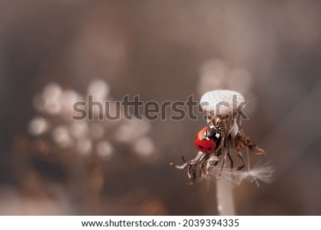 Close up of a ladybug beetle on a dried dandelion flower on a background of blurred field with flowers. Macro photo in warm colors. Red beetle on a brown background. Romantic mood