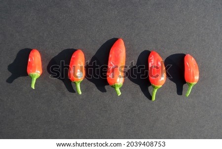 Five small super red hot fiery (Apache) chillies chilli peppers in a row with green stalks. On a blue grey black background in the summer sun with strong shadows.