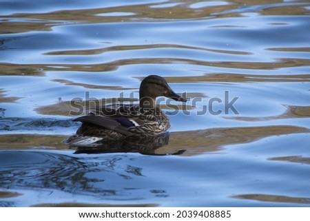a duck on the water