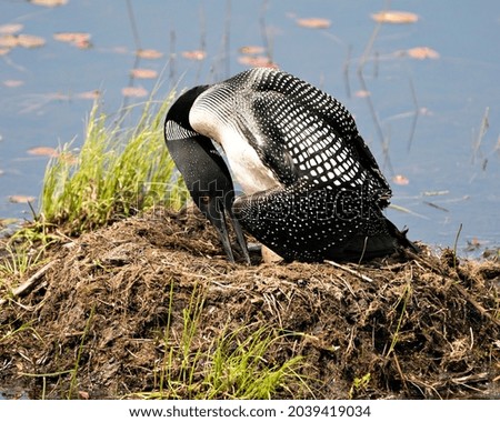 Common Loon close-up view nesting on its nest and turning brood eggs  in its environment and habitat.  Loon on Nest and Eggs. Loon in Wetland. Loon on Lake Image. Picture. Portrait. Photo. 