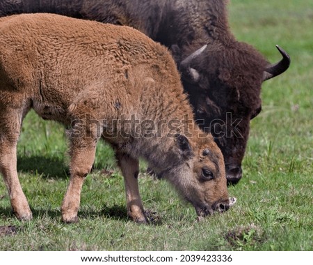 Bison adult with baby bison close-up view in the field in their environment and habitat surrounding with a blur foliage background. Buffalo Picture.