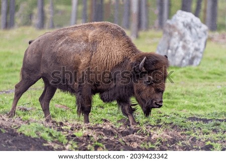 Bison close-up side view walking in the field with a blur forest background displaying large body and horns in its environment and habitat surrounding. Buffalo Picture.